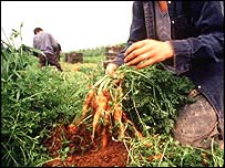 外国民工在农场工作