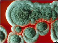 Penicillium chrysogenum 