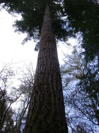 tallest tree