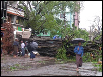 árvore caída é observada por curiosos