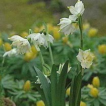 Leucojum vernum