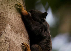 Golden handed tamarin