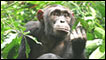 Chimpanzé
