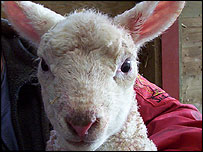 Lamb