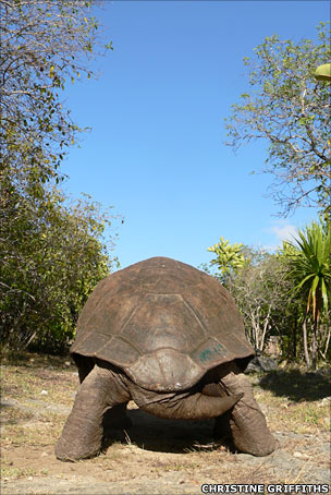 Aldabara giant tortoise