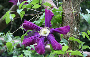 Clematis