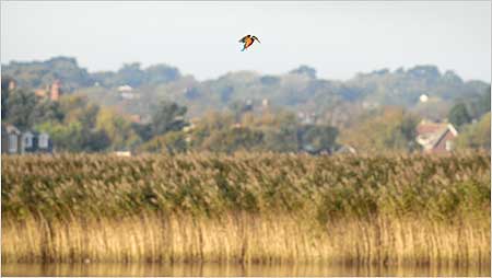 Kingfisher c/o Martyn Rose
