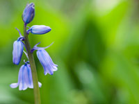 bluebell
