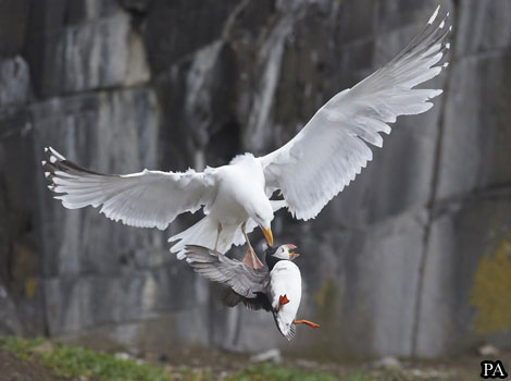 A herring gull plucks a puffin from the ground.