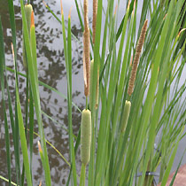 Typha gracilis