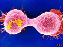 Célula de câncer da mama