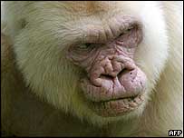 Floco de Neve, tido como o único gorila branco do mundo