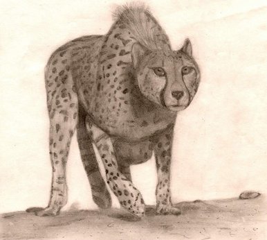Cheetah