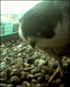 First pic of our peregrine mum