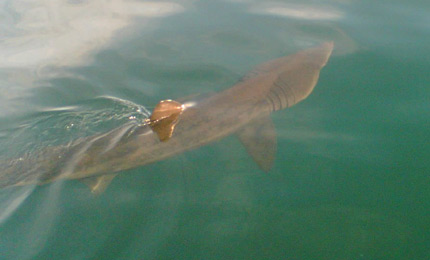 More basking shark action off our waters this summer. This image just in from the Malin Head area. Pic: Courtesy Gillian, the Loughs Agency. July 06