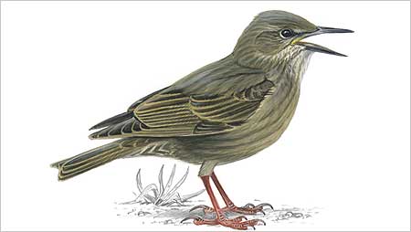 Starling c/o RSPB Image and Mike Langman