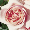 Rosa 'Aphrodite'