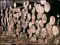 درختان بريده