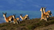 Herd of deer in the Scottish countryside