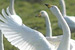 Whooper Swan