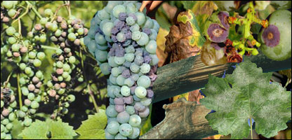 په انګوروکې دقرغنې ناروغي