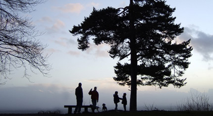 Searching for family tree