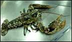 A lobster