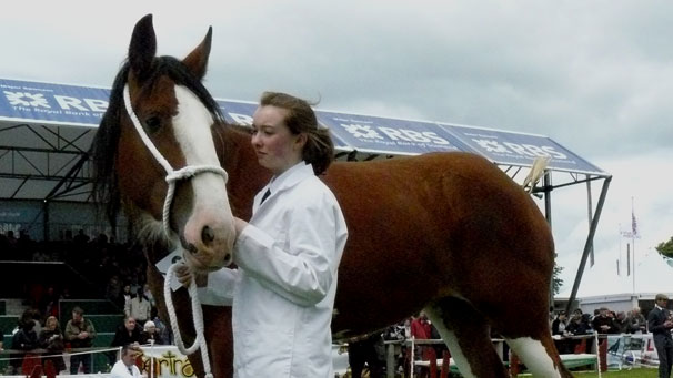 Clydesdale filly Arradoul Symphony waits patiently in the main ring during judging of her class on the first day of the show.