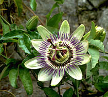 Passiflora caerulea