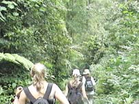 Secondary Forest Fragment in Honduras