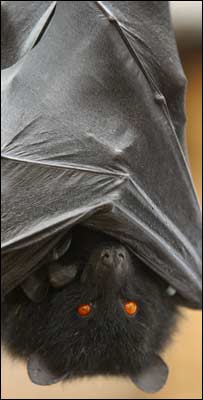 Pteropus livingstonii (Foto: J.Morgan/ Durrell Wildlife Conservation Trust)