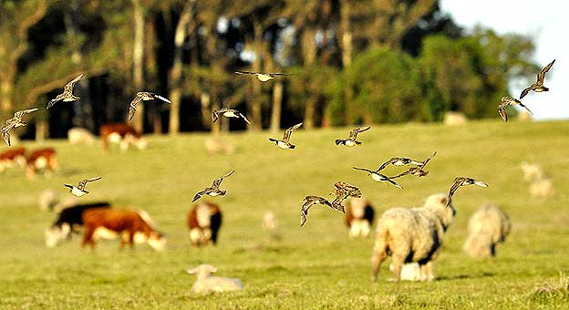 Playeritos canela en un pastizal de Uruguay junto al ganado Foto: gentileza Joaquín Aldabe