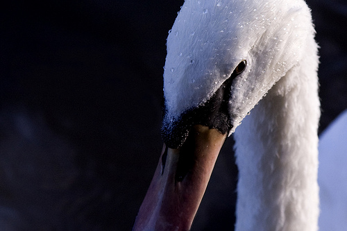 Swan