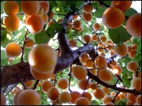 جمع آوری زرد آلو