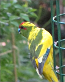 Likely an escaped pet rather than a wild midlands parakeet