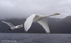 Whooper swans migrate shorter distances (Image: Mark Payne-Gill / NPL)