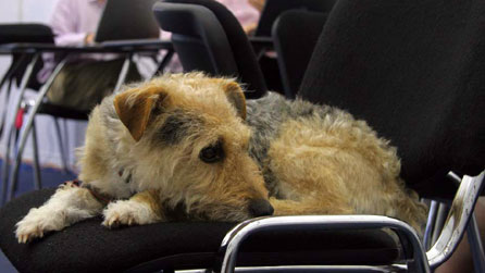 Nedwyn John - mor ddi-ddiddordeb ag erioed