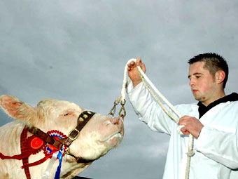 Pencampwr buwch Charolais
