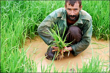 Campesino cubano sembrando arroz (Foto: Raquel Pérez)