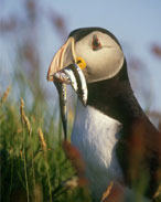 Puffin (c) RSPB images