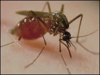 mosquito Aedes aegypti, transmissor da dengue