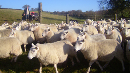Huw herding his sheep.