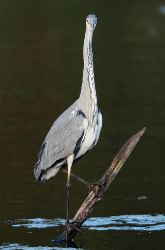 grey heron by Steve Greaves