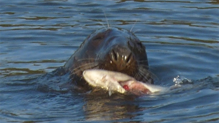 seal2.jpg