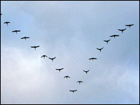 کوچ پرنده های مهاجر