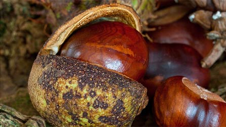 Conkers by Eiona Roberts