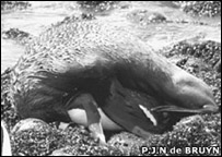 Foca assedia pingüim em foto publicada no 'Journal of Ethology'