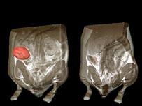 Imagens mostram que tumor encolheu em organismo de rato