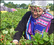 Picking strawberries