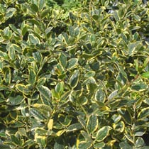Holly